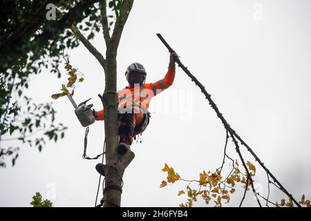 Wendover, Großbritannien. November 2021. HS2 fällte heute wieder Bäume. Die Einheimischen sind wütend über die Zerstörung von Wald- und Wildlebensräumen, die HS2 in Wendover verursacht. HS2 gefährdet 108 uralte Waldgebiete, 693 Wildtiergebiete und 33 SSSIs Stockfoto