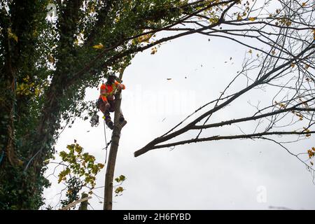 Wendover, Großbritannien. November 2021. HS2 fällte heute wieder Bäume. Die Einheimischen sind wütend über die Zerstörung von Wald- und Wildlebensräumen, die HS2 in Wendover verursacht. HS2 gefährdet 108 uralte Waldgebiete, 693 Wildtiergebiete und 33 SSSIs Stockfoto