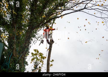 Wendover, Großbritannien. November 2021. HS2 fällte heute wieder Bäume. Die Einheimischen sind wütend über die Zerstörung von Wald- und Wildlebensräumen, die HS2 in Wendover verursacht. HS2 gefährdet 108 uralte Waldgebiete, 693 Wildtiergebiete und 33 SSSIs Stockfoto