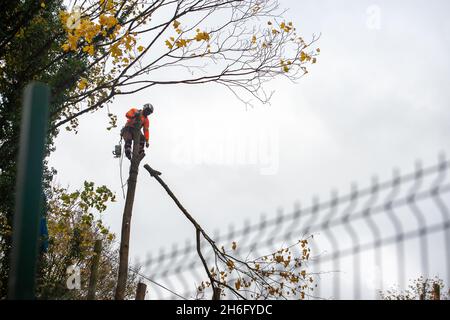 Wendover, Großbritannien. November 2021. HS2 fällte heute wieder Bäume. Die Einheimischen sind wütend über die Zerstörung von Wald- und Wildlebensräumen, die HS2 in Wendover verursacht. HS2 gefährdet 108 uralte Waldgebiete, 693 Wildtiergebiete und 33 SSSIs Stockfoto