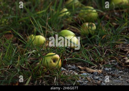 Ein Haufen Äpfel fiel vom Baum und lag im Gras Stockfoto
