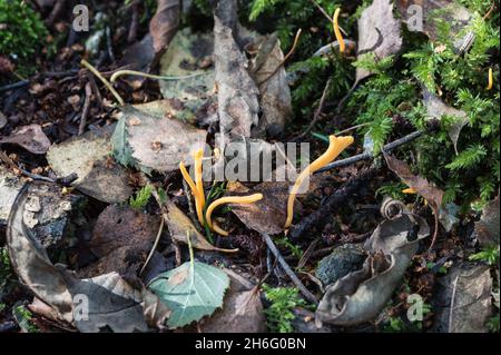 Von MycoKey AI als Apricot Club (Clavulinopsis luteoalba) identifizierter Pilz. Farbe und andere Details scheinen zu stimmen. Stockfoto