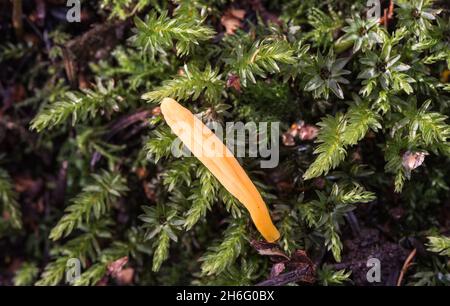 Von MycoKey AI als Apricot Club (Clavulinopsis luteoalba) identifizierter Pilz. Farbe und andere Details scheinen zu stimmen. Stockfoto