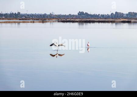 Großer Flamingo (Phoenicopterus roseus), junges und erwachsenes Exemplar, im Naturpark Marismas del Odiel, Huelva, Spanien Stockfoto