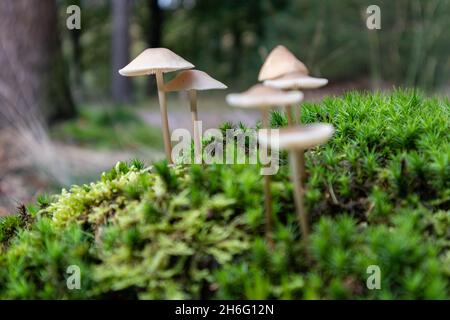 Shallow Focus Shot von Haubenpilzen, die im Wald wachsen Stockfoto