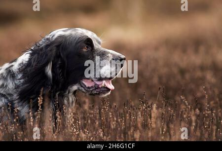 Blue Belton English Setter Male pointing huge on a huuse Moor in North Yorkshire Stockfoto