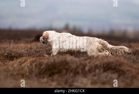 Orange Belton English Setter Jagdhund zeigt das Birkhuhn in England auf ein Moor des Birkhuhnes Stockfoto