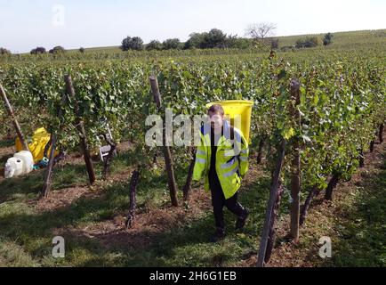 Französisch Traubenpflücker Ernte Trauben für die Weinherstellung im Elsass, Frankreich. Traubenernte frankreich Pflücker Hand Kommissionierung Stockfoto