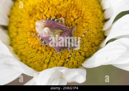 Beerenwanze, Beeren-Wanze, Dolycoris baccarum, Schlehenkäfer, Schlehenkäfer, Behaarte Schildwanzen, la Punaise des baies, la Pentatome des baies, Baumwanzen, Pentatomi Stockfoto