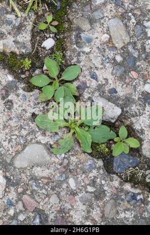 Breitwegerich, breit-Wegerich, in den Ritzen einer Betondecke, großer Wegerich, Wegerich, Plantago Major, Gemeine Wegerich, Kochbananen, Breitblatt-Plantai Stockfoto