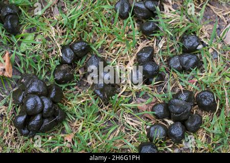 Losung vom Damwild, Dam-Wild, Damhirsch, Dam-Hirsch, Cervus dama, Dama dama, Damhirsch, Daim Stockfoto