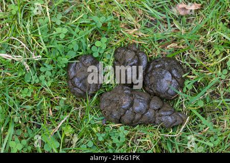 Losung vom Damwild, Dam-Wild, Damhirsch, Dam-Hirsch, Cervus dama, Dama dama, Damhirsch, Daim Stockfoto