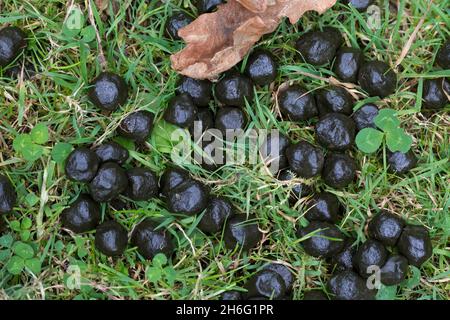 Losung vom Damwild, Dam-Wild, Damhirsch, Dam-Hirsch, Cervus dama, Dama dama, Damhirsch, Daim Stockfoto