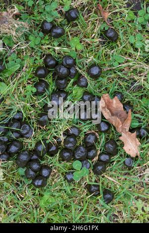 Losung vom Damwild, Dam-Wild, Damhirsch, Dam-Hirsch, Cervus dama, Dama dama, Damhirsch, Daim Stockfoto