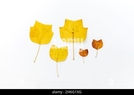 Komposition aus goldenem dekorativem Ahorn Herbstblätter auf weißem Hintergrund. Flach liegend, Draufsicht minimal neutral geblümt. Elegante, saisonale Einrichtung Stockfoto