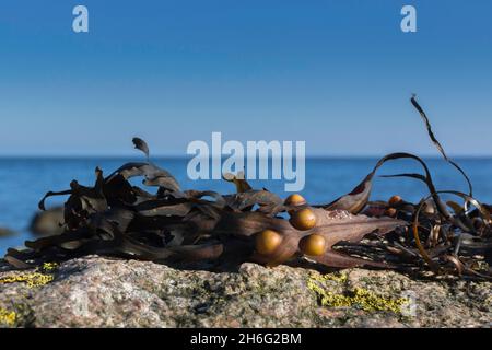 Blasentang am Strand der Ostsee Stockfoto