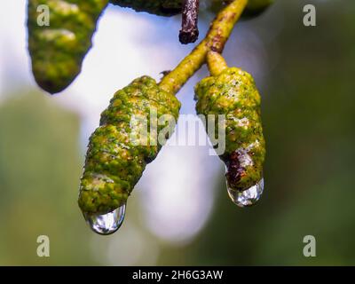 Makrofotografie von ein paar Andenerle-Früchten mit Regentropfen, aufgenommen in einem Wald in der Nähe der Stadt Villa de Leyva im Zentrum Kolumbiens. Stockfoto