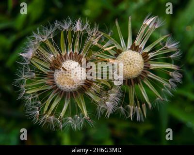 Makrofotografie von zwei nassen Dandelionsamen-Köpfen, aufgenommen in einem Garten in der Nähe der Stadt Villa de Leyva im Zentrum Kolumbiens. Stockfoto