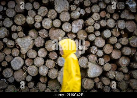 Verschwommene Frau mit gelbem Mantel, die im Regen an Baumstämmen vorbeiläuft. Stockfoto