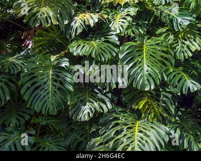 Nahaufnahme der eigenartigen Blätter der Schweizer Käsepflanze, aufgenommen in einem Garten in der Stadt Tenza in Zentralkolumbium. Stockfoto