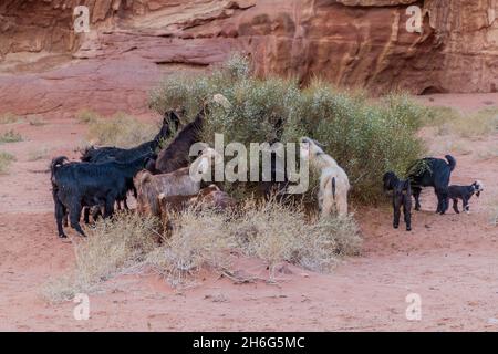 Ziegenherde in der Wadi Rum Wüste, Jordanien Stockfoto