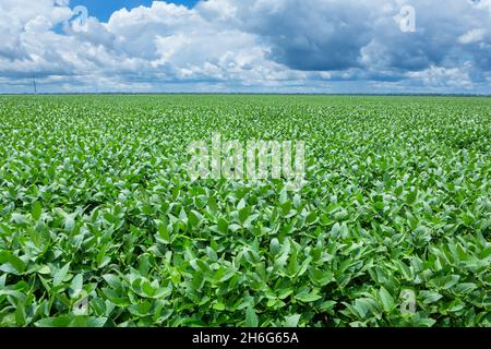 Schöne Aussicht riesige Farm Soja Plantage mit grünen Blättern an sonnigen Sommertag. Konzept der Landwirtschaft, Umwelt, Sojabenfeld, Ökologie. Stockfoto