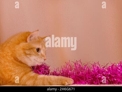 Tabby Kätzchen spielt mit weihnachtlicher Lametta-Katze und spielt mit weihnachtlichen Dekorationen Stockfoto