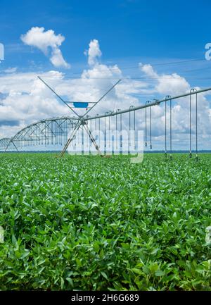 Schöner Blick auf die riesige Farm Soja Plantage mit zentralen Drehpunkt Bewässerungsmaschine an sonnigen Sommertagen. Konzept der Landwirtschaft, Umwelt, Sojabohnen. Stockfoto