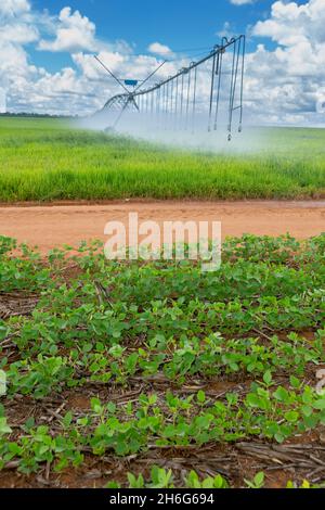 Schöner Blick auf die riesige Farm Soja Plantage mit zentralen Drehpunkt Bewässerungsmaschine an sonnigen Sommertagen. Konzept der Landwirtschaft, Umwelt, Sojabohnen. Stockfoto