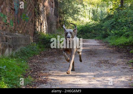 Weimaraner läuft einen Weg entlang, der von Wald umgeben ist. Nahaufnahme des Kopfes eines Jagdhundes, glücklicher Hund an einem sonnigen Tag. Stockfoto