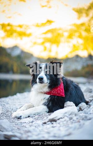 Border Collie vor dem österreichischen See Stockfoto