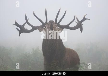 Rothirsch brüllt in dichtem Nebel während der jährlichen Brunftzeit Stockfoto