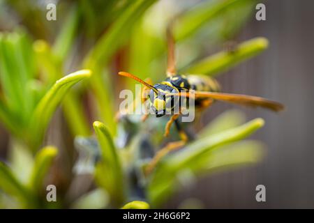 Nahaufnahme einer Gelbweste-Wespe Stockfoto
