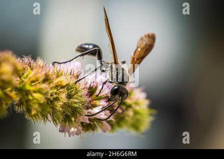 Nahaufnahme einer schwarzen Wespe mit Fadenbund (Sphex pensylvanicus) Stockfoto