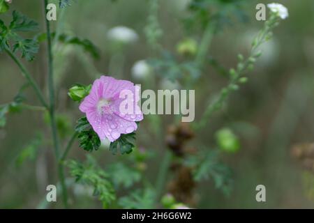 Schöne Aussicht auf Musk Mallow Blume im Garten Stockfoto