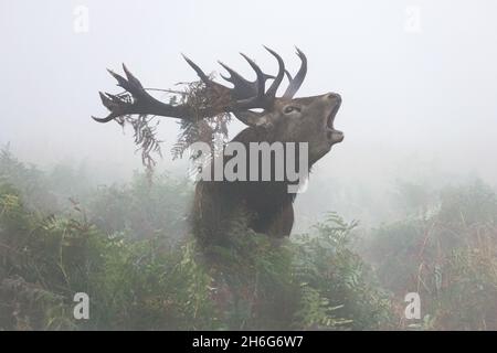 Rothirsch brüllt in dichtem Nebel während der jährlichen Brunftzeit Stockfoto