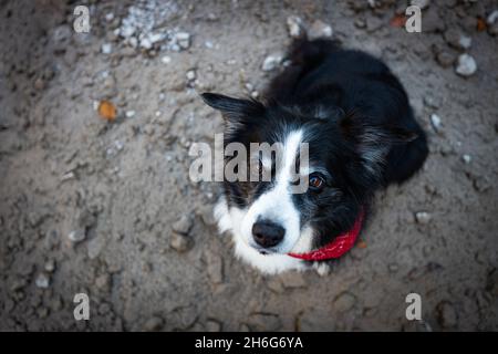 Schwarz-weiße Border Collie in der Natur Stockfoto
