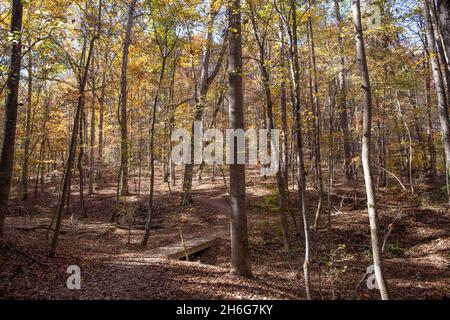 Ein Wanderweg mit einer Fußgängerbrücke schlängelt sich durch Herbstblätter in einem Wald. Stockfoto