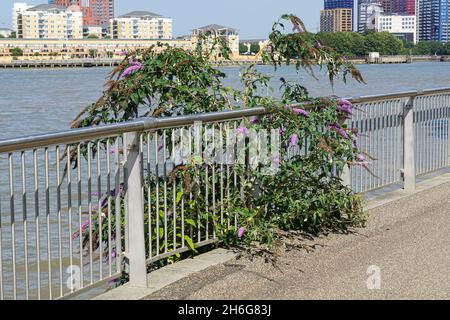 Buddleja davidii wächst am Ufer der Themse in London England Vereinigtes Königreich Großbritannien Stockfoto