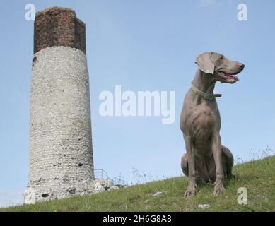 Polen, Tschenstochau - 20. Juni 2006: Weimaraner Hundeportrait Stockfoto