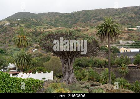Berühmter Drago Baum (El Drago Milenario) - Icod de los Vinos, Teneriffa, Kanarische Inseln, Spanien Stockfoto