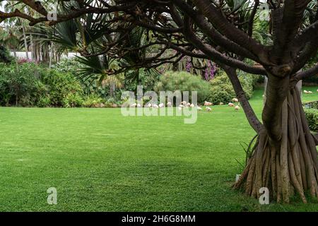 Die Basis des jungen Baumstammes ist Dracaena draco (Drachenbaum der Kanarischen Inseln). Im Hintergrund eine Herde Flamingos. Stockfoto