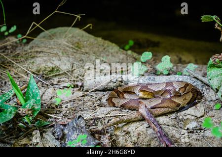 Nahaufnahme einer gewickelten Kupferkopfschlange im Süden von Kentucky Stockfoto