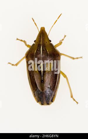 Hemipteros, Insekten in ihrer natürlichen Umgebung. Makrofotografie. Stockfoto