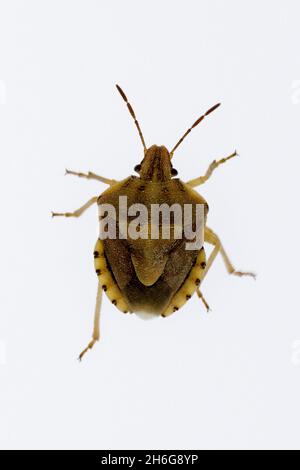 Hemipteros, Insekten in ihrer natürlichen Umgebung. Makrofotografie. Stockfoto