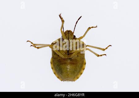 Hemipteros, Insekten in ihrer natürlichen Umgebung. Makrofotografie. Stockfoto