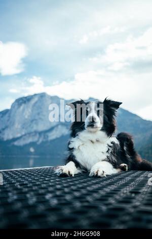 Schwarz-weiße Border Collie in der Natur Stockfoto