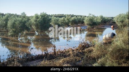 Olivenhain Tierra de Barros, überflutet von einer Sintflut. Extremadura, Spanien Stockfoto