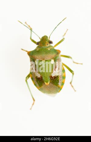 Hemipteros, Insekten in ihrer natürlichen Umgebung. Makrofotografie. Stockfoto