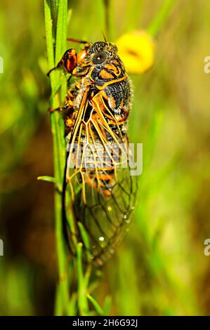 Hemipteros, Insekten in ihrer natürlichen Umgebung. Makrofotografie. Stockfoto